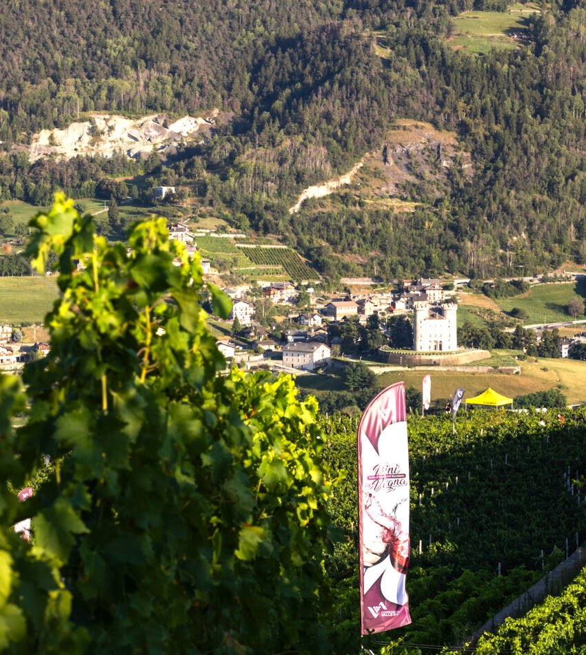 ViniinVigne2024 Alta Evigarbolinophotographer252 1 850x951