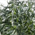 Agricoltura: I frantoi aspettano i fondi PNRR oliveti settembre 2012 copia