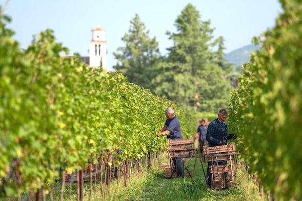 santi vendemmiatori l1050300