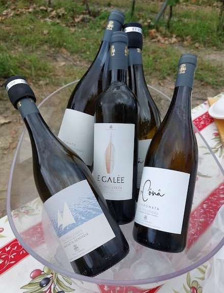 Vendemmia in Val Polcevera 1000061148 copia 2