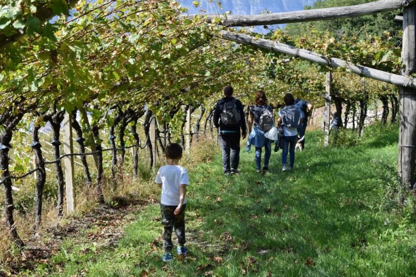 divinottobre fototecastradavinosaporitrentino ph.m.facci (1) lr