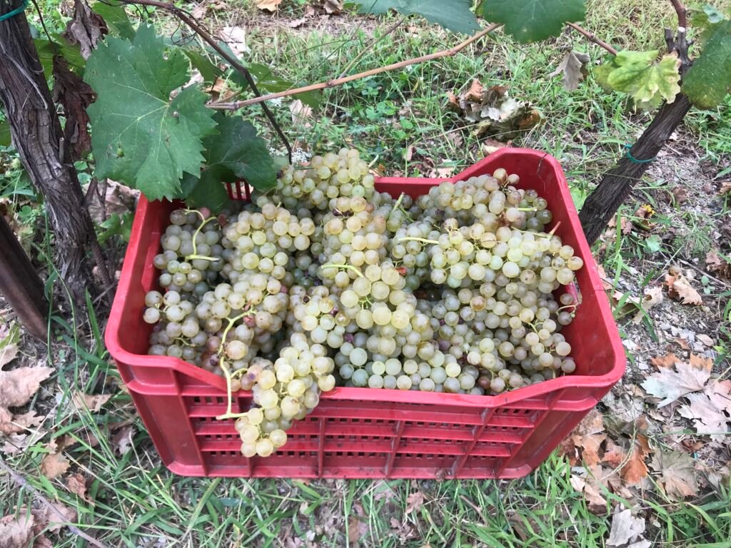 Vendemmia in Val Polcevera img 6693 copia