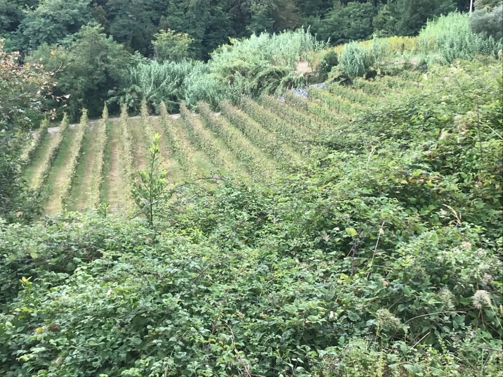 Vendemmia in Val Polcevera img 6705 copia