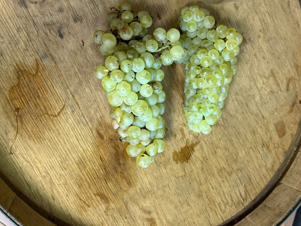 Vendemmia in Val Polcevera photo 2025 09 12 17 19 40 copia