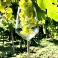 Guida Vini d’Italia 2026: i “Tre Bicchieri” vanno a sette Soave icdsgmsy3ok
