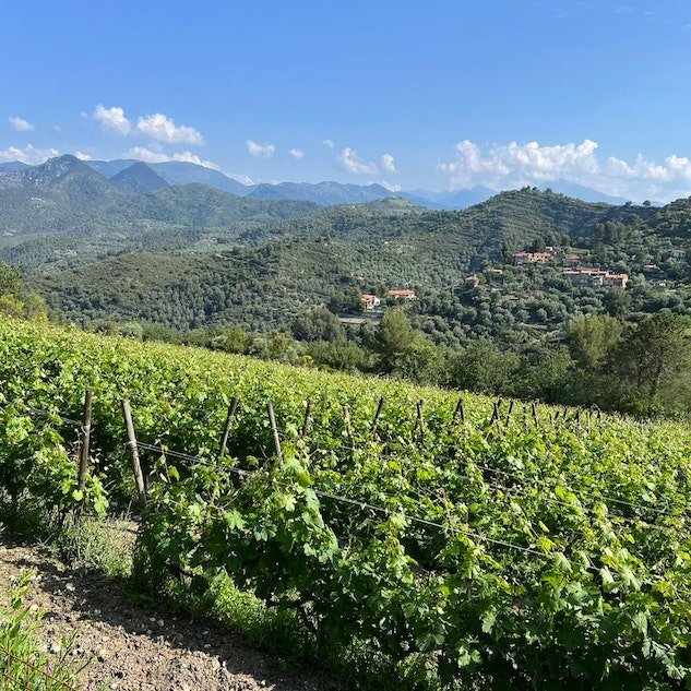 I vini d’autore di Roberto Rondelli degustati all’Acciughetta di Genova img 20230605 164144 159 copia