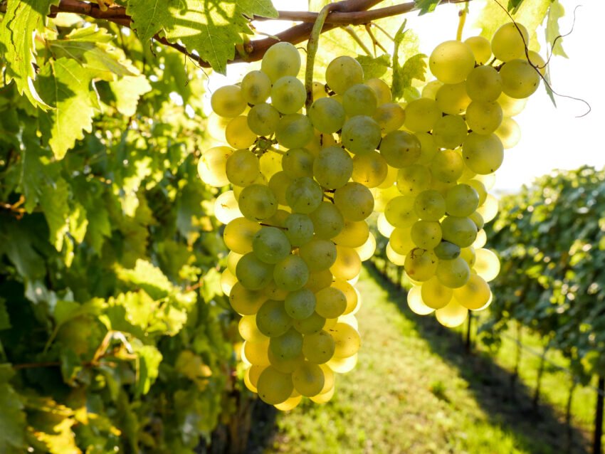 durella in vigneto p1120547