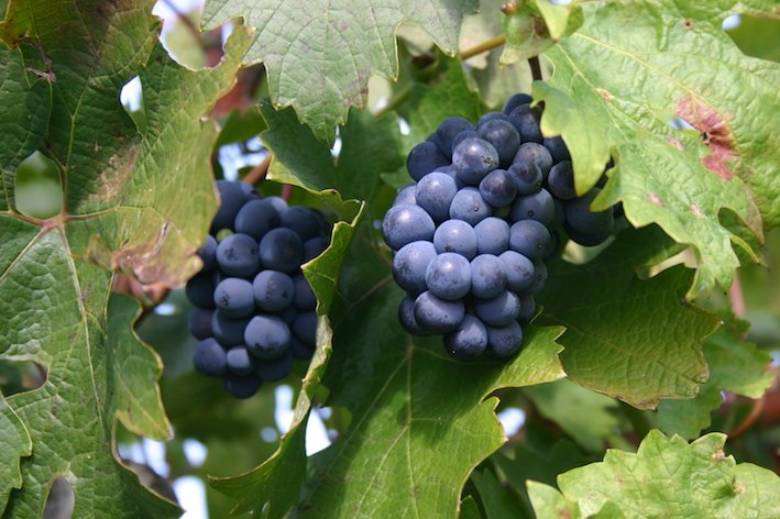 CON “GRANACCIA & ROSSI DI LIGURIA” A QUILIANO granaccia (alicante)
