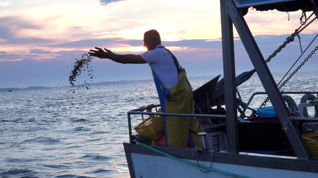 Nord Adriatico La moria della popolazione di vongole lupino mette a rischio l’equilibrio dell’ecosistema marino 3 pescatore 2
