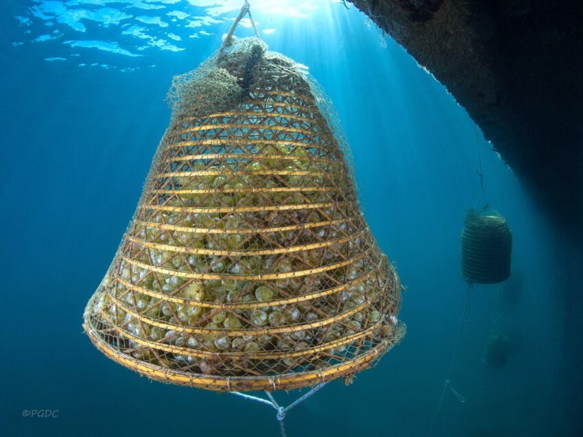 nasse in acqua credits biodivers