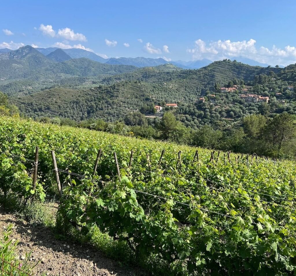 Dolceacqua: l’Anima Francese del Ponente Ligure img 20230605 164144 159 copia 2