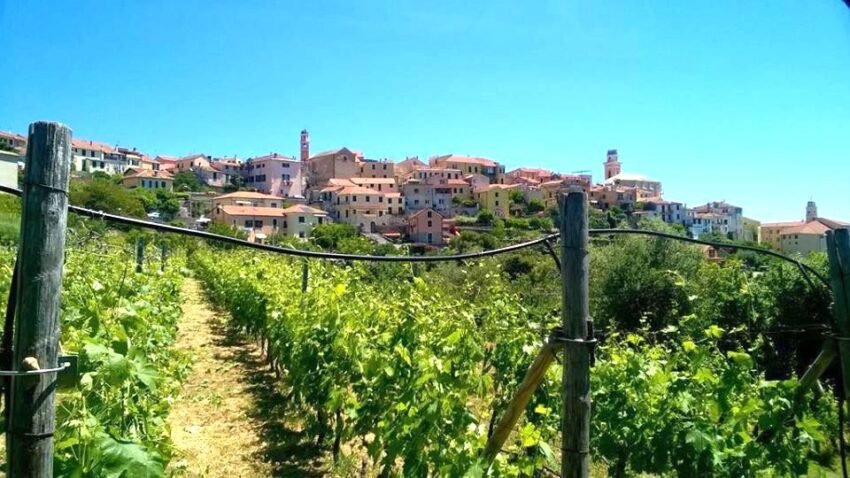 vigneti diano castello copia