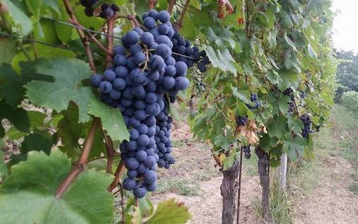 consorzio ovada docg grappoli dolcetto