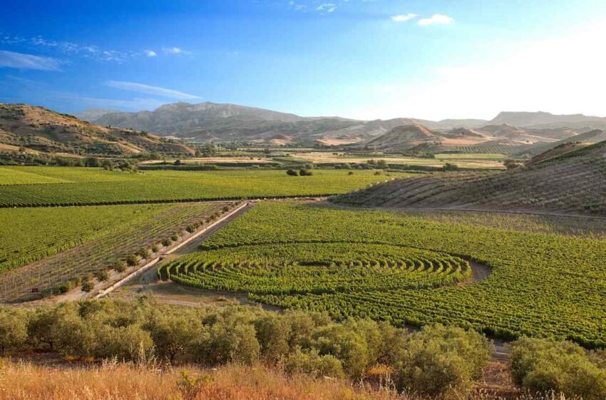 librandi vigneto a spirale tenuta rosaneti