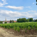 non e la cantina e il vigneto 1024x683