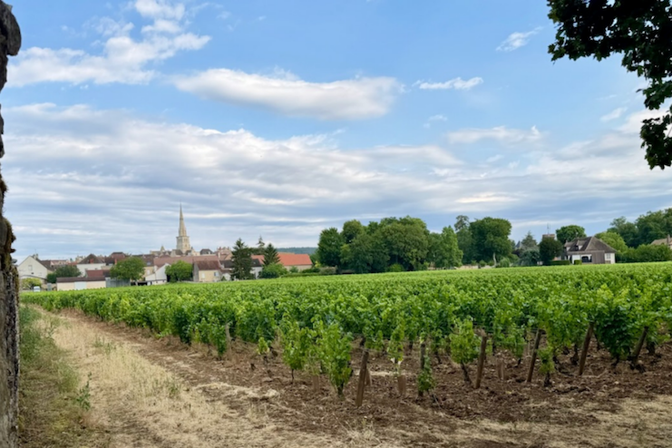 non e la cantina e il vigneto 1024x683