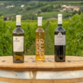 ilatium morini soave