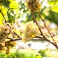 suedtirols rebsorten, vitigni dell'alto adige, alto adige's grape varieties