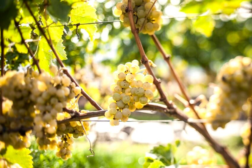 suedtirols rebsorten, vitigni dell'alto adige, alto adige's grape varieties
