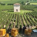 vendemmia in vigneto brolo