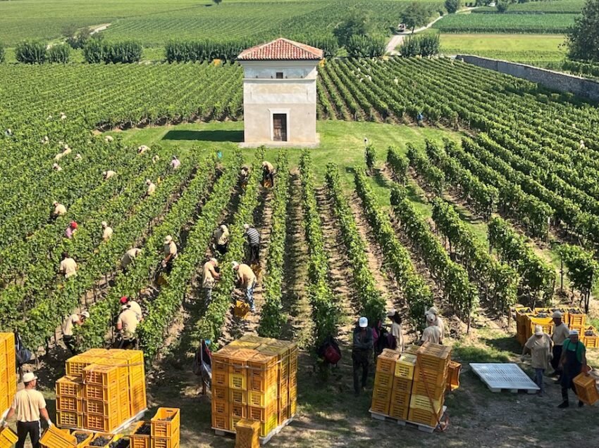vendemmia in vigneto brolo