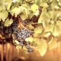 vigne abruzzo ph straccini 16(0)