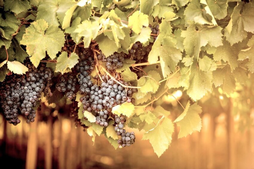 vigne abruzzo ph straccini 16(0)