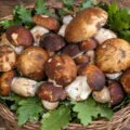 funghi