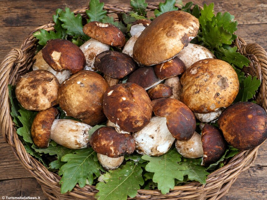 funghi