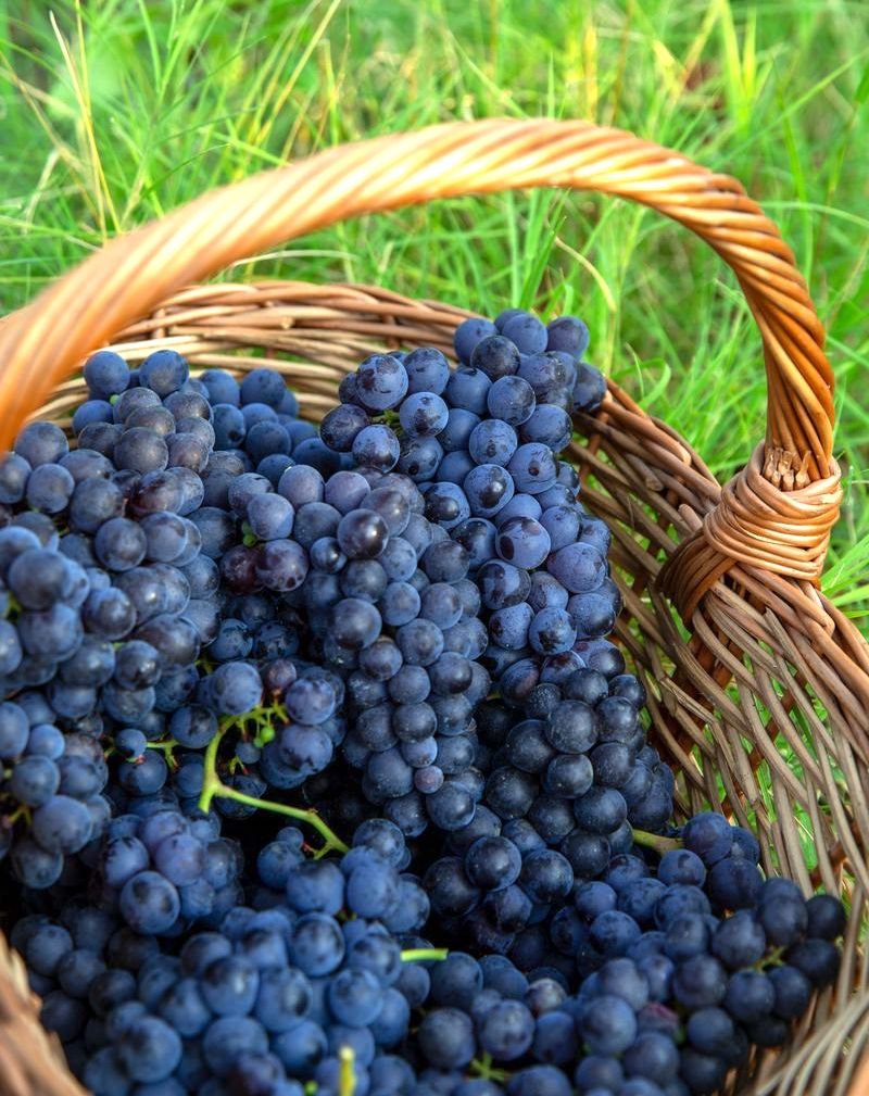 IL BRACHETTO D’ACQUI E LA SFIDA DEL CALDO: LA VENDEMMIA 2026 CONFERMA LA SUA RESILIENZA g. brachetto