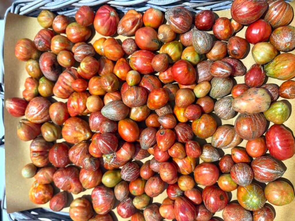 LA TOSCANA A TERRA MADRE TRA MEMORIA, BIODIVERSITÀ E NUOVE GENERAZIONI pomodoro borsa di montone della val di bisenzio