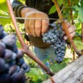 vigna vendemmia 017 (1) (1)