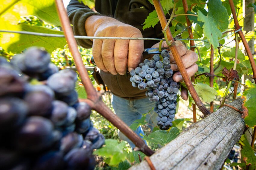 vigna vendemmia 017 (1) (1)