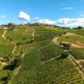 vigneti di brachetto