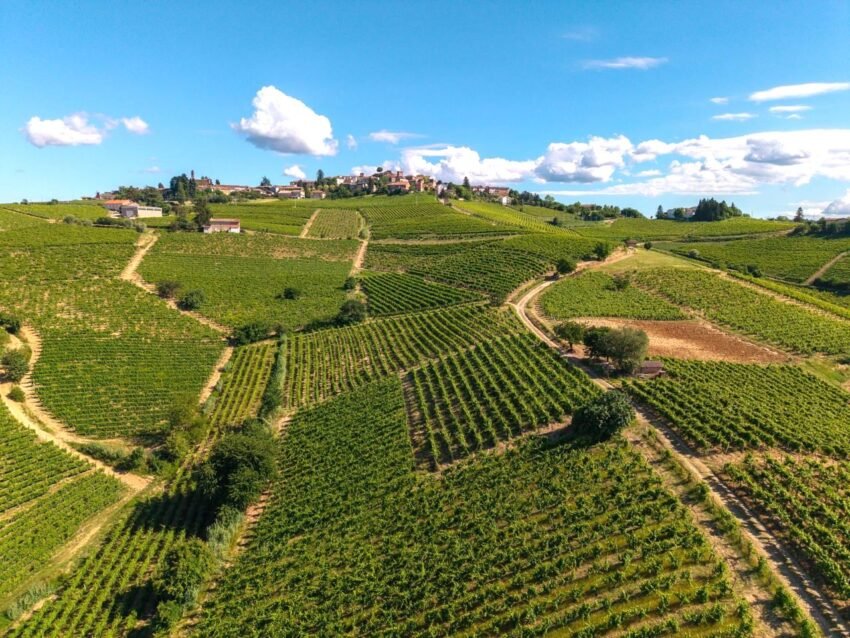 vigneti di brachetto