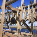 bacalà appesi copia