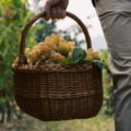 hero vendemmia