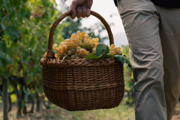 hero vendemmia