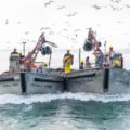 1 msc atlantic menhaden reedvillle