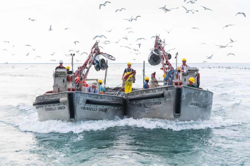 1 msc atlantic menhaden reedvillle